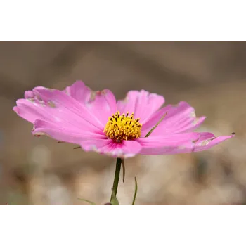 arali flower (2)-9513067-87600.webp